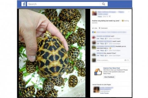Des trafiquants philippins vendent des reptiles menacés sur Facebook